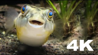 Fahaka Pufferfish |  African Nile River Biotope (Tetraodon Lineatus) | 4K