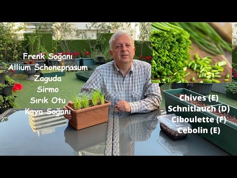 Frenk Soğanı ,  Zagoda , Sirmo , Sırık Otu, Chives(E) , Allium Schoenoprasum