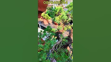 Cạp Tròn Cạp Xéo MST Tạo Sẹo Cho Bon Sai Cây Cảnh Hàng Thép Đúc Trắng 304 Nguyên Khối