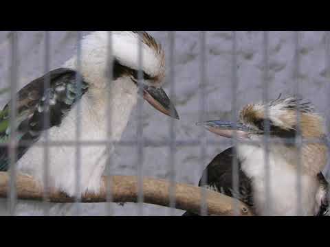 Laughing Kookaburra (Ueno Zoological Gardens, Tokyo, Japan) May 5