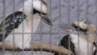Laughing Kookaburra (Ueno Zoological Gardens, Tokyo, Japan) May 5