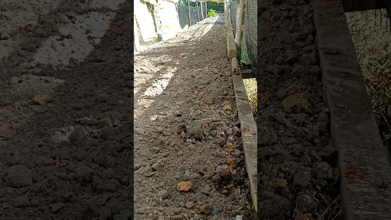 Tata cara persiapan lahan sebelum ditanam bibit sawi - YouTube