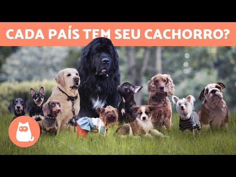 Vídeo: Que Países As Raças De Cães Se Originaram No Mundo