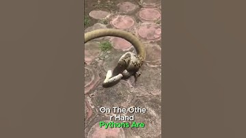 "King Cobra vs Python Fight – Who Will Survive This Deadly Clash#shorts #cobra