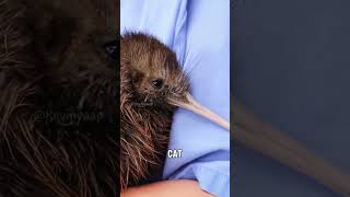 Download Lagu Kiwi bird #cute #animals #facts #funny #shorts #wildlife MP3