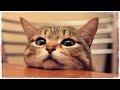 7 САМЫХ ЗНАМЕНИТЫХ КОШЕК МИРА !