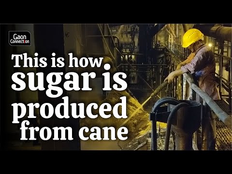 Video: Sugar Cane. Processing