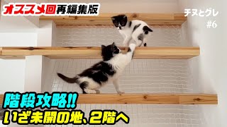 ついに２階に足を踏み入れた仔猫姉妹【オススメ回再編集版】 ／ #猫 #子猫 #保護猫 by チヌとグレ 629 views 1 month ago 3 minutes, 54 seconds