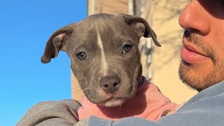 My Puppy’s Afternoon Routine