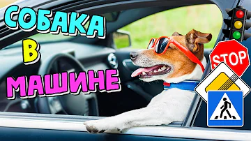 Как перевозить собаку в машине без переноски