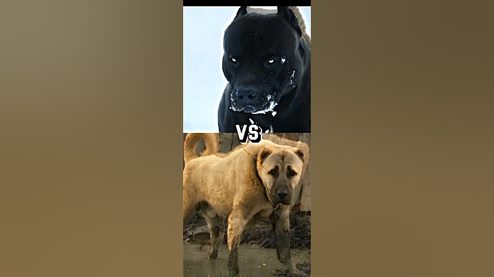 Pitbull VS TURKISH KANGAL,CANE CORSO,GERMAN SHEPHERD,MOST INTIMADATING DOG BREED