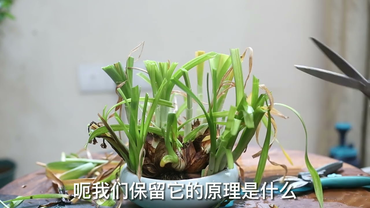 水仙花花谢后怎么修剪？园艺师教你，水仙花的实操修剪技巧