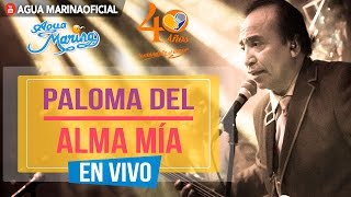 Miniatura de "Agua Marina - Paloma del Alma Mía (En Vivo OFICIAL)"