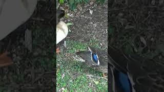 TADP_10e -Flash of Blue on the Mallard Hen