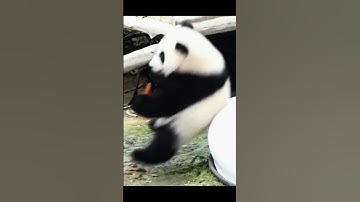 #panda #logistics #usdc #binance #bitget #bybit #coinbase #kucoin #mexc #kraken #okx #bitkub #shorts