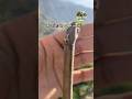 Top grafting rd 11 scionwood  #grafting #applefarming #graftingresult #fruit #apple #sebwalafarm