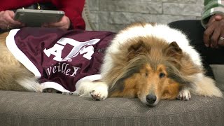Trent Ford named Reveille’s new handler, mascot corporal