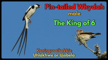 The Pin-tailed Whydah male, known as the King of 6