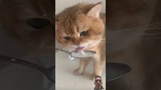 kelucuan #cat #imut #cute #funny #kitten #pets #kittens #animals #cats #catvideos #funnycats