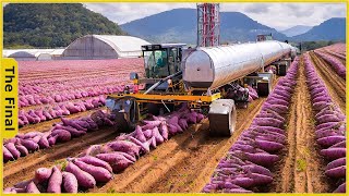 Bumper Crop. Farmers Earn Millions USD from Sweet Potato Harvest | Food Processing Machines