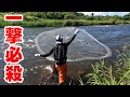 もはや乱獲レベル？！投網で天然アユが捕れすぎてヤバい！