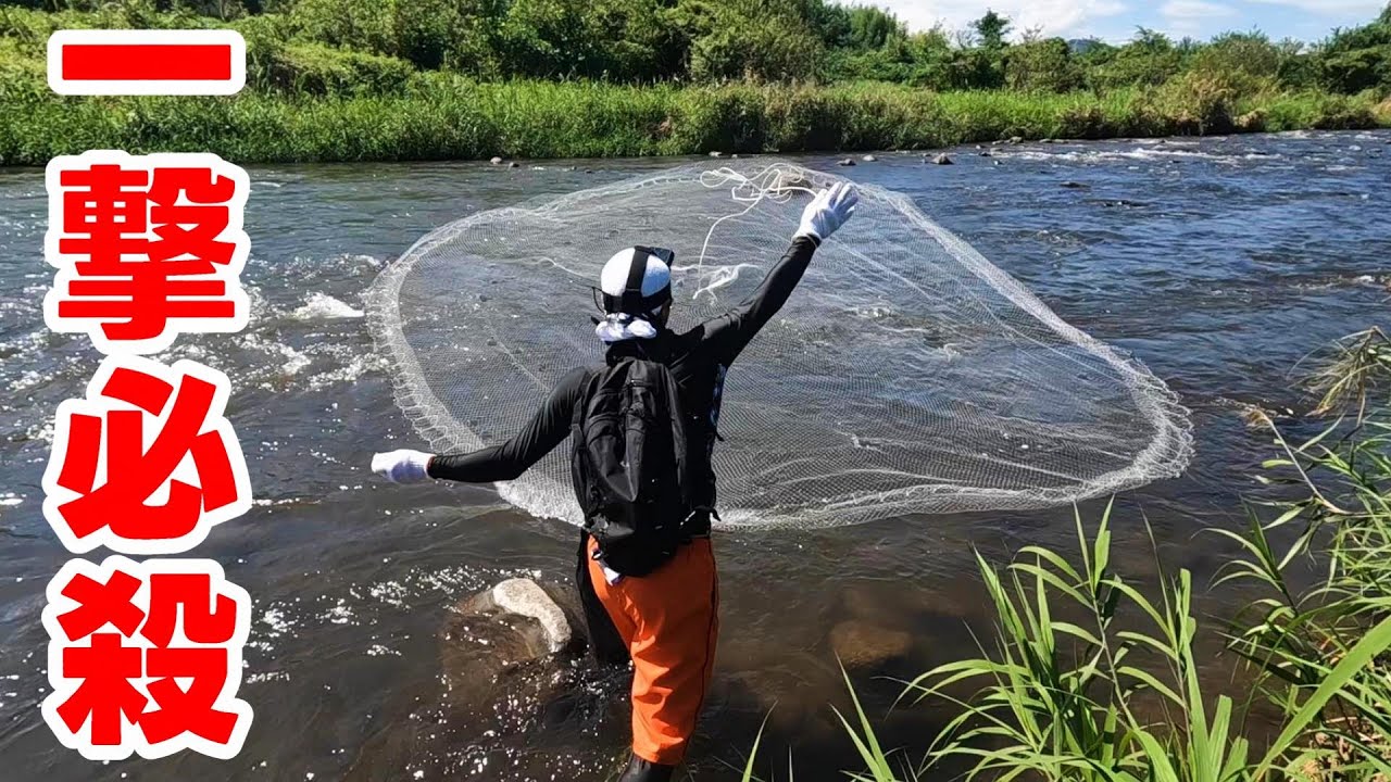 もはや乱獲レベル？！投網で天然アユが捕れすぎてヤバい！