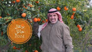 برتقال حائل رحلة كفاح وتميز