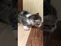 കൊച്ചു കുട്ടി തന്നെ 🐈⬛🥰 #trending #comedy #malayalam #catlove #cutebaby #shorts
