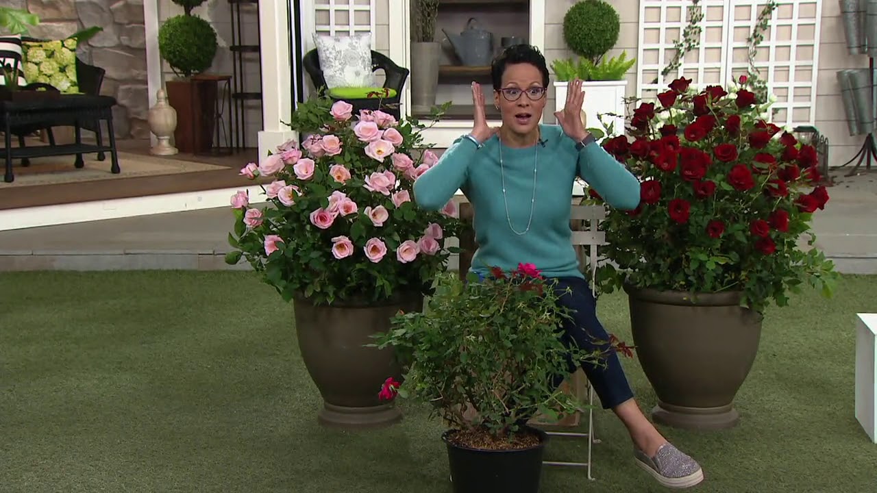 Cottage Farms Knock Out Double Blooming Rose Plant on QVC YouTube