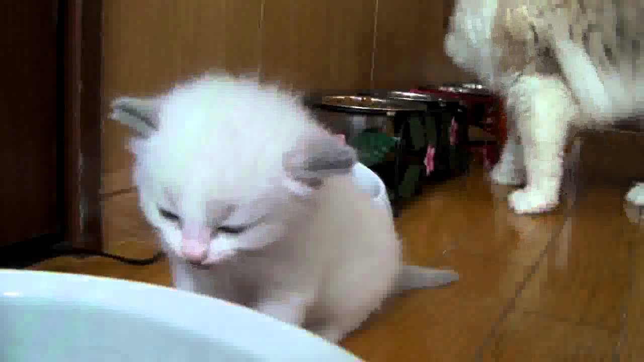 when can kittens start drinking water