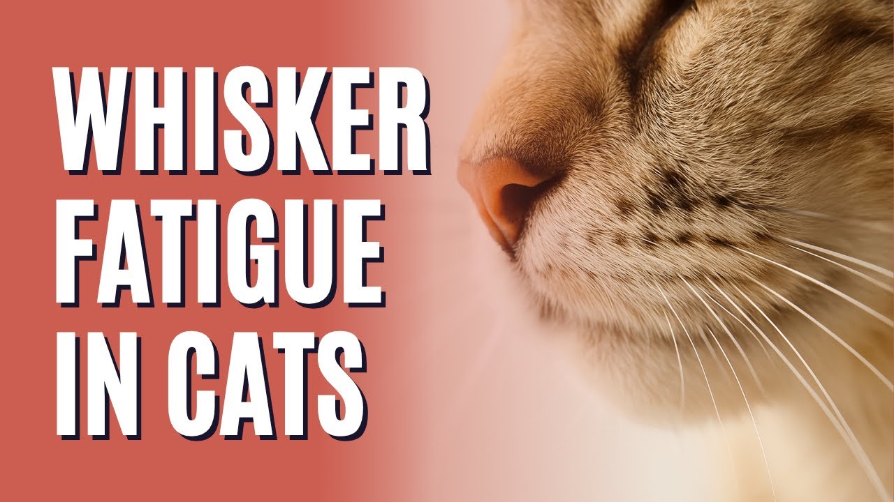 Whisker Fatigue in Cats: Why Your Cat Hates Their Food Bowl (and How to Fix It!)