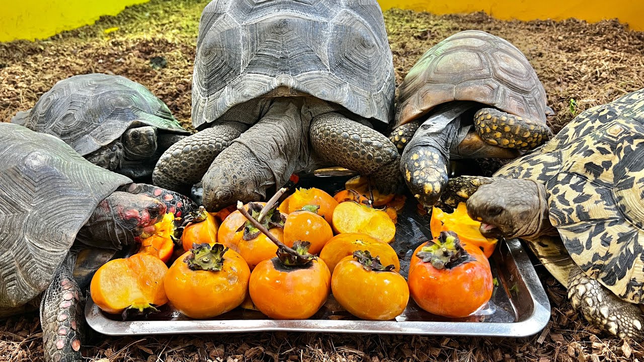 Fetch a large amount of persimmons and feed them to the tortoise