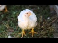 Free-Range vs. Pastured Chicken or Poultry