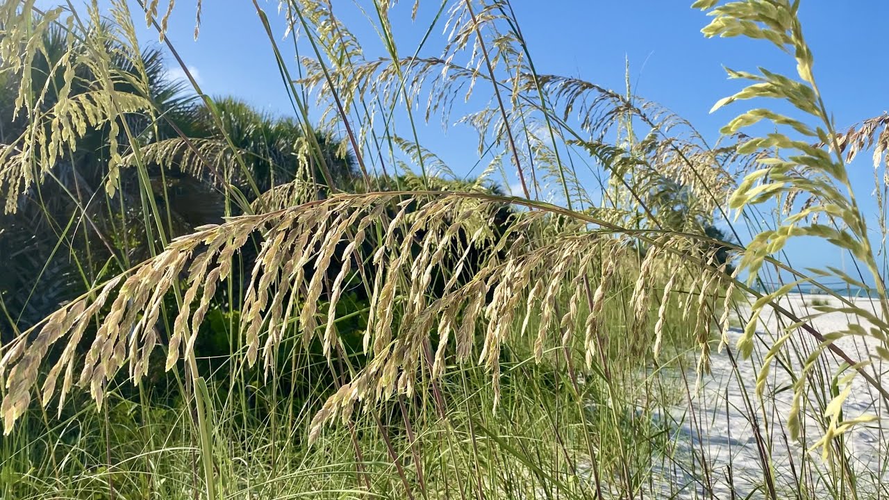 Sea Oats in Bloom at Delnor-Wiggins Pass State Park