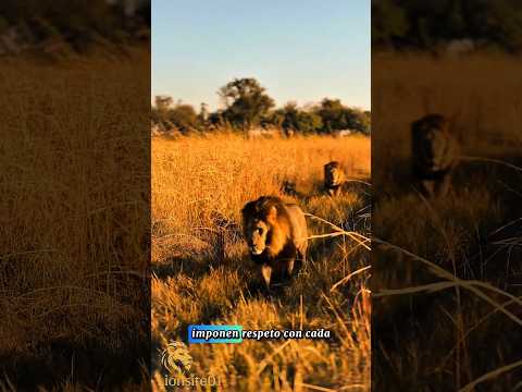 Machos Shinde, Botswana.