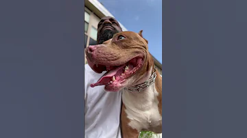 101 With The Menaceiisociety King Simba Myson Doglove 