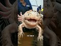 Giant Axolotl Caught?! This Mysterious River Creature Shocked Everyone