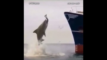 حوت يبتلع سباح ماهر 👌❤ القارئ محمد كمال سورة الفرقان