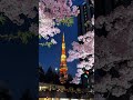 Tokyo Tower & Cherry Blossoms at Night