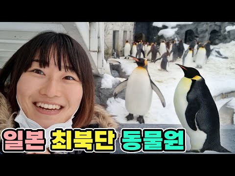 일본에서 가장 인기 있는 최북단 동물원 가보기 / 홋카이도 Ep.11