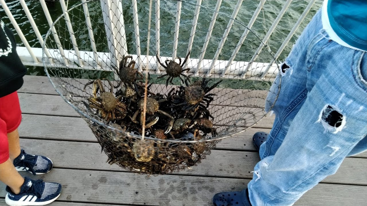 Catching 🦀 Crabs on the Coney island Beach YouTube