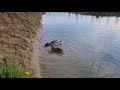 Wild duck feeding
