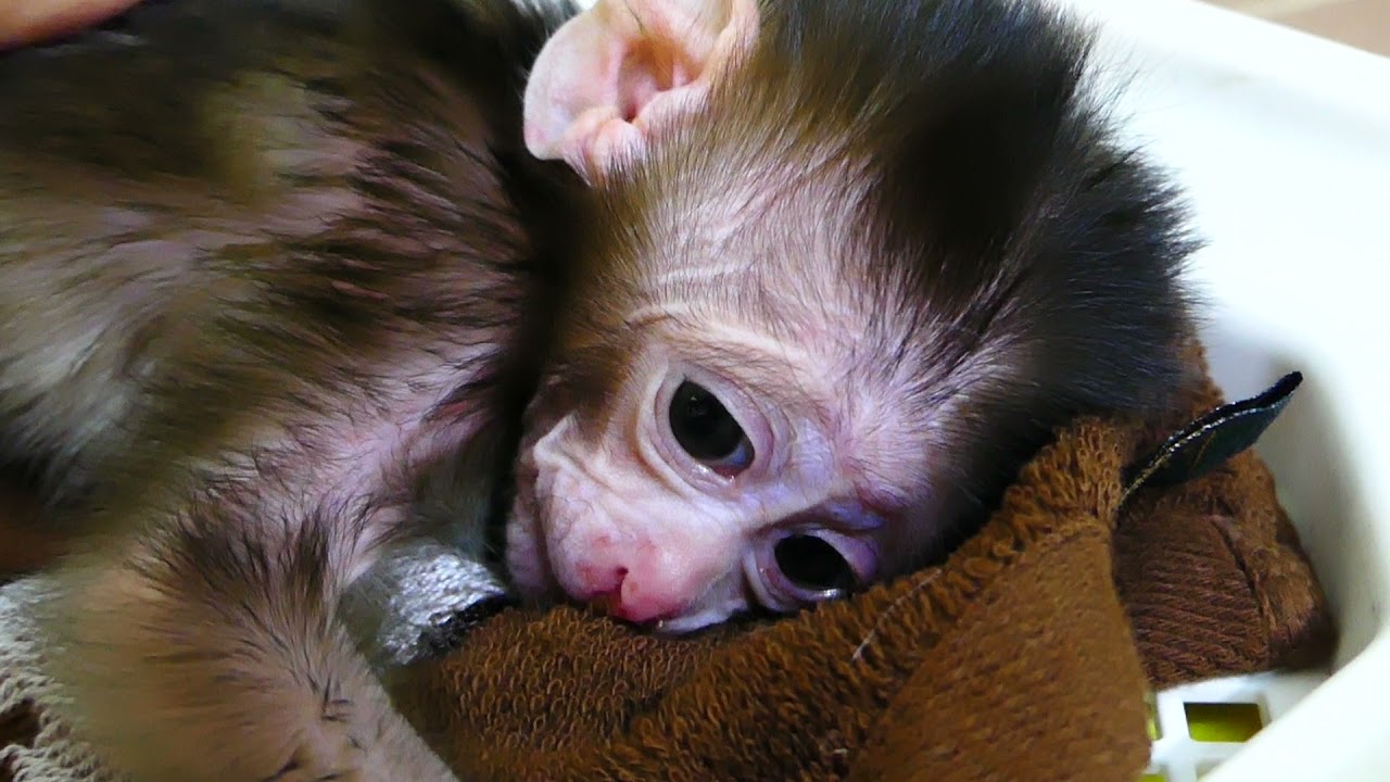 Baby Rosa Face Full Of Sad Millions Miss Mother