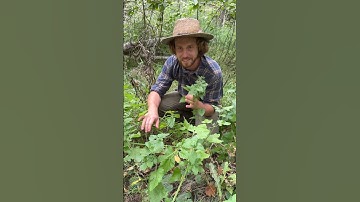 Catnip Herbal Medicine