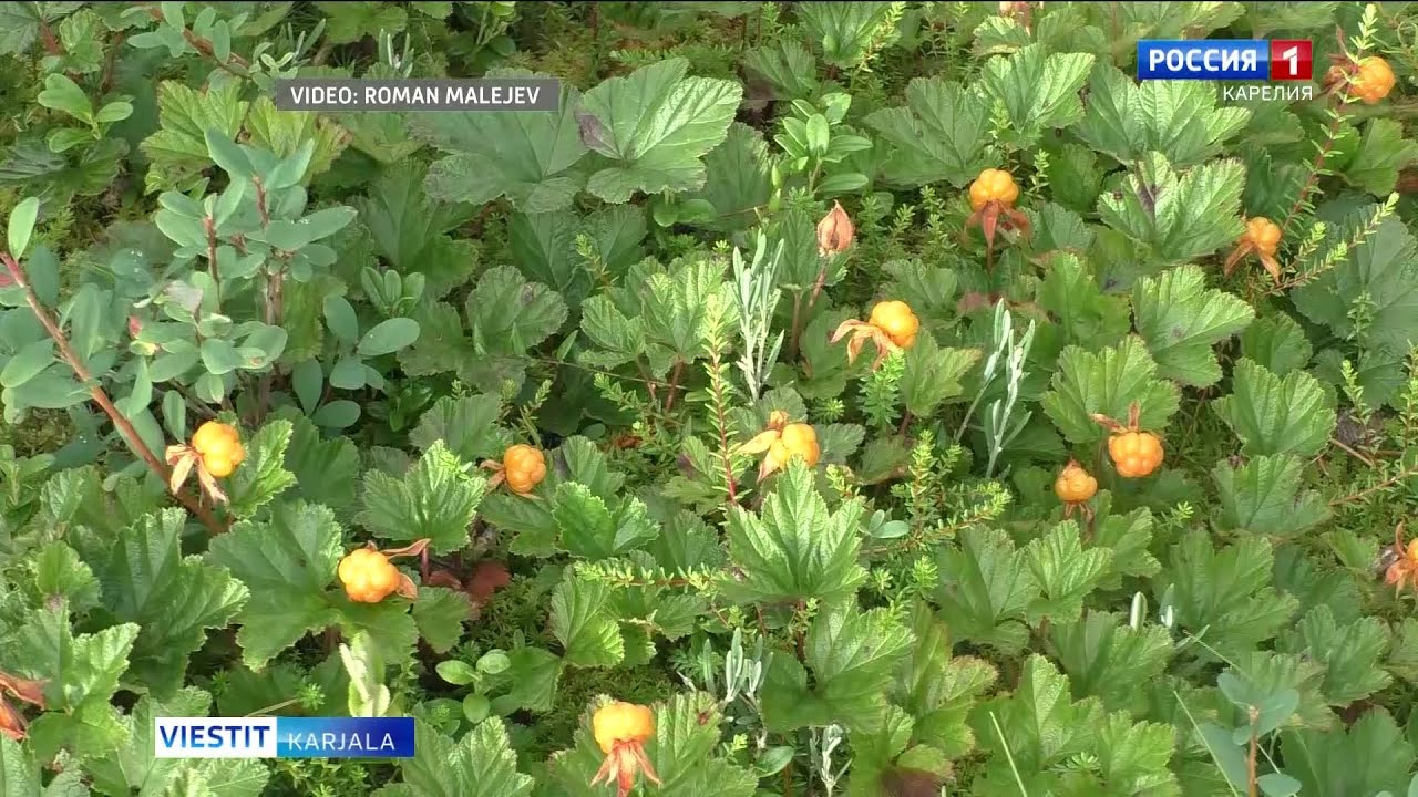 Lakkaa poimitaan pohjoisia piirejä myöten