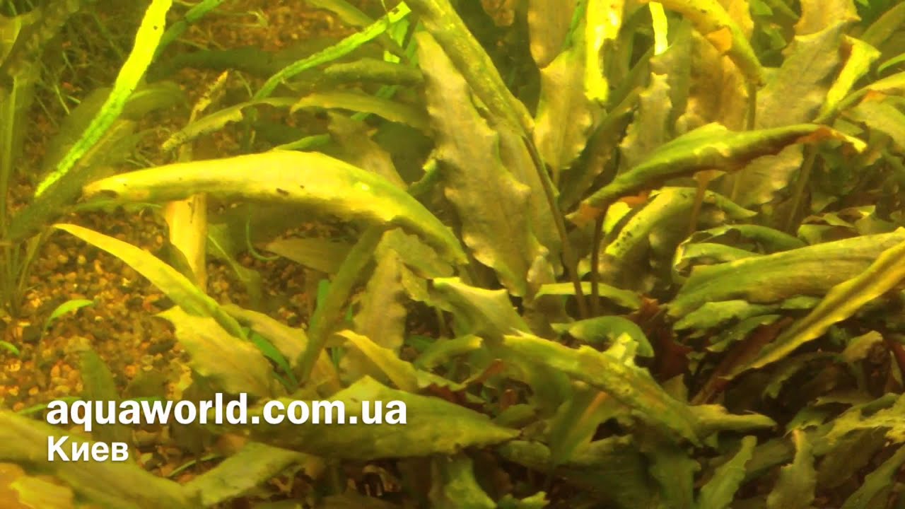 Криптокорина Беккета Петча