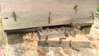 Bees -At The Hive Entrance - The Day After The Storm