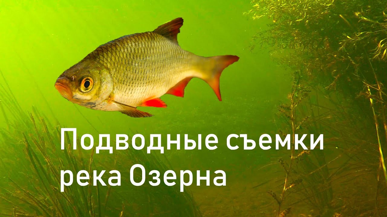 Волга подводные съемки