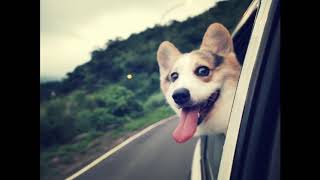 Beautiful Background   Dogs   Number 31