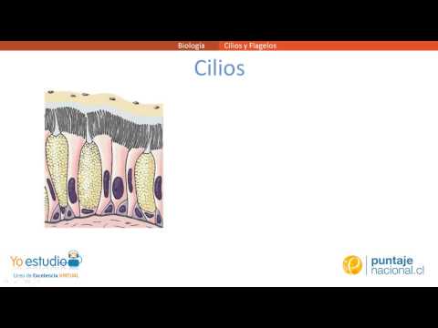 Vídeo: Diferencia Entre Flagelos Y Cilios